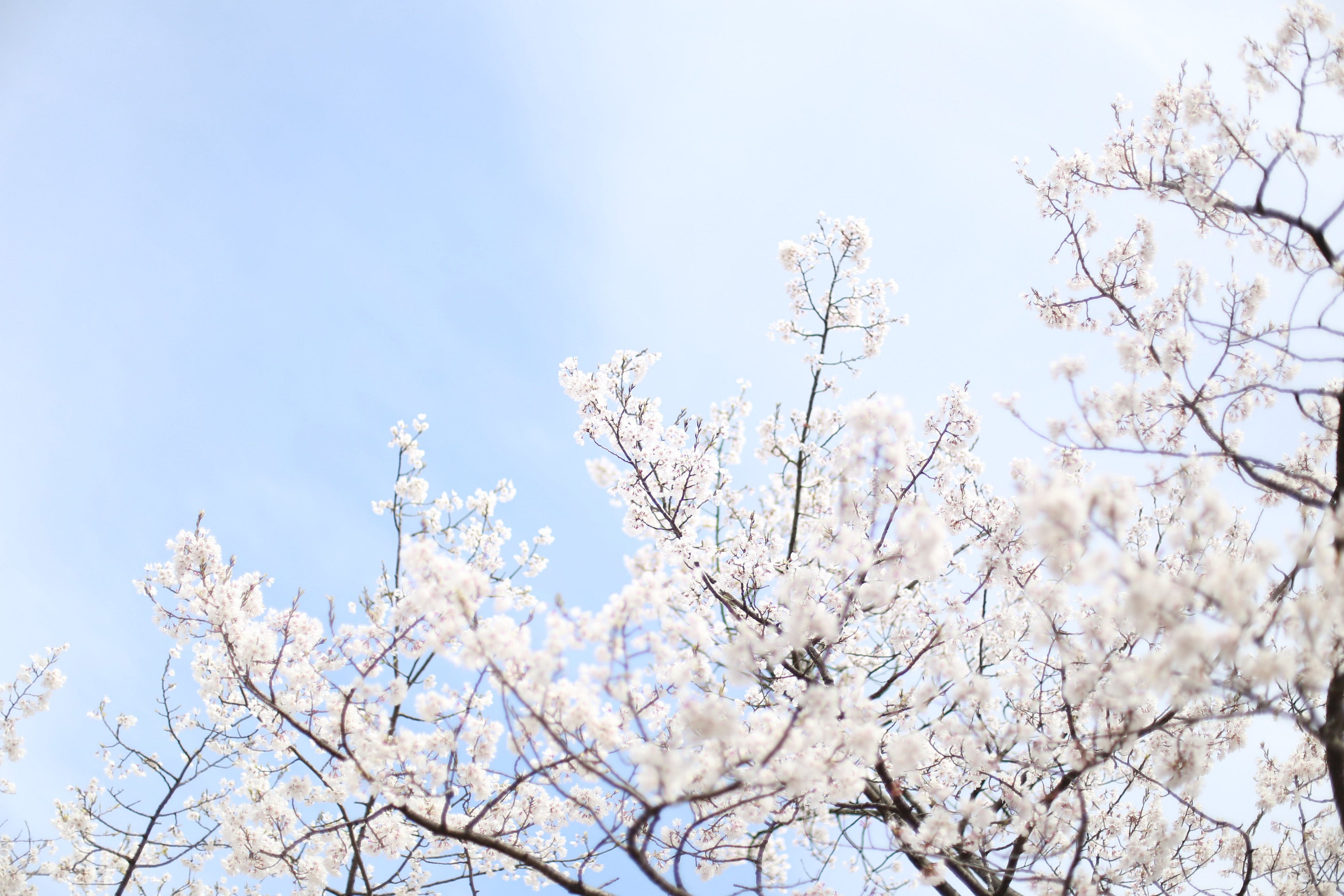 関西の最初の桜 日本人は桜が大好きです 外国人は天気予報がありますが 日本人は天気予報あるだけで By 黄英貴 Medium