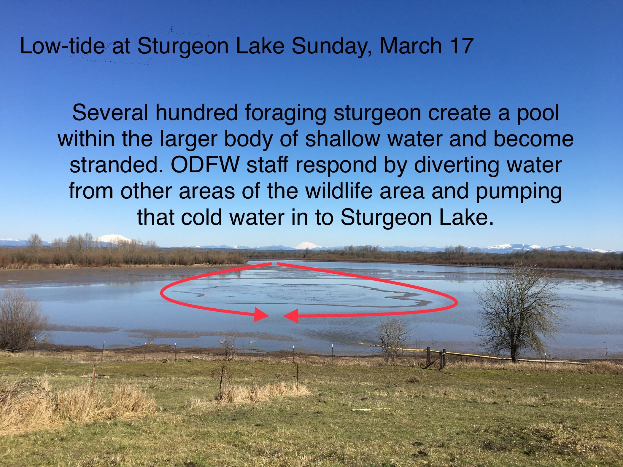 Sauvie Island Sturgeon at Sturgeon Lake by MyODFW Medium