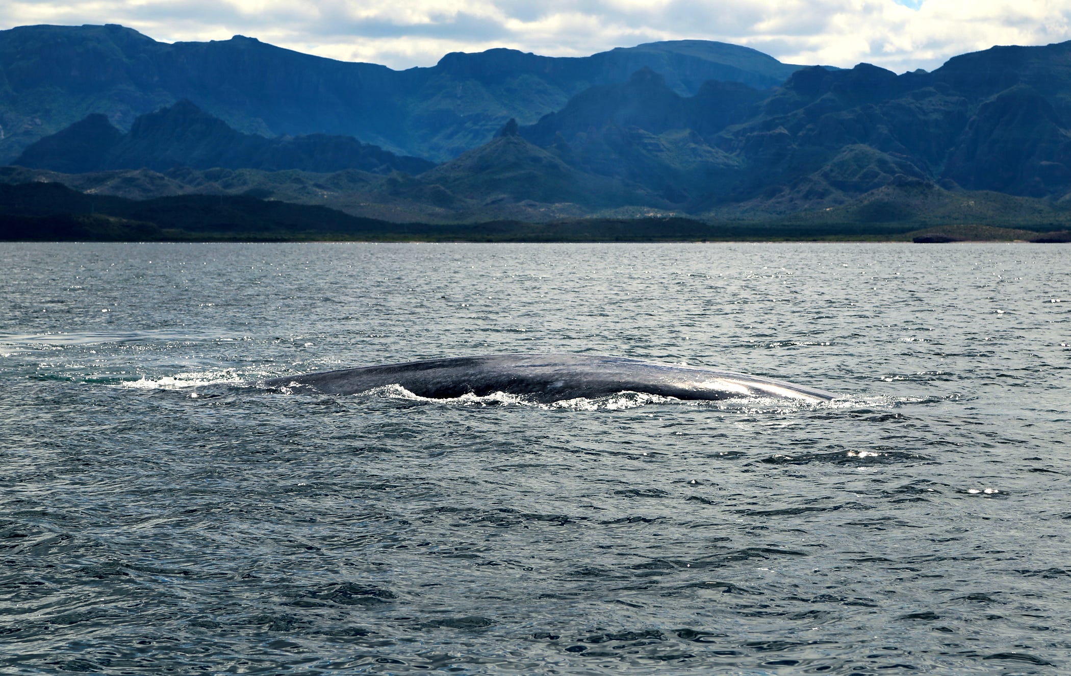 Close Encounters With Blue Whales In The Sea of Cortez by Edmund Vallance Gone Medium