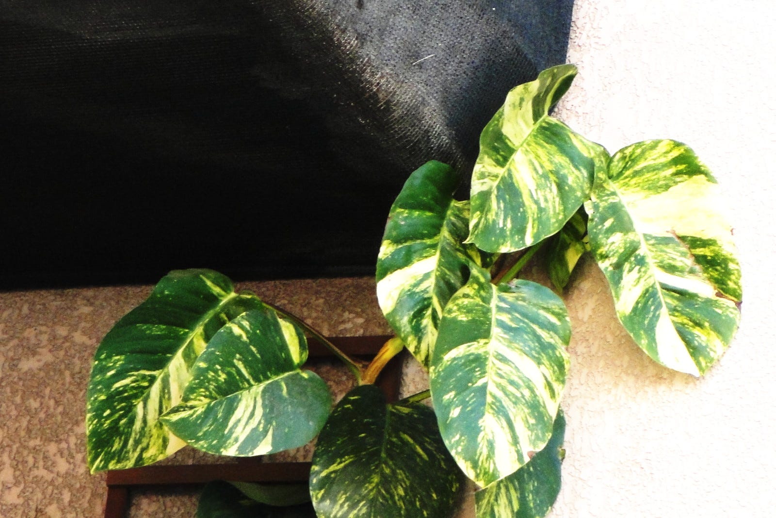 Pothos Pianta D Appartamento Regina Della Casa By Peppe Croce Medium