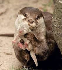 Loutre 10 Bonne Raisons D Adopter Une Loutre By Geo Safe Medium