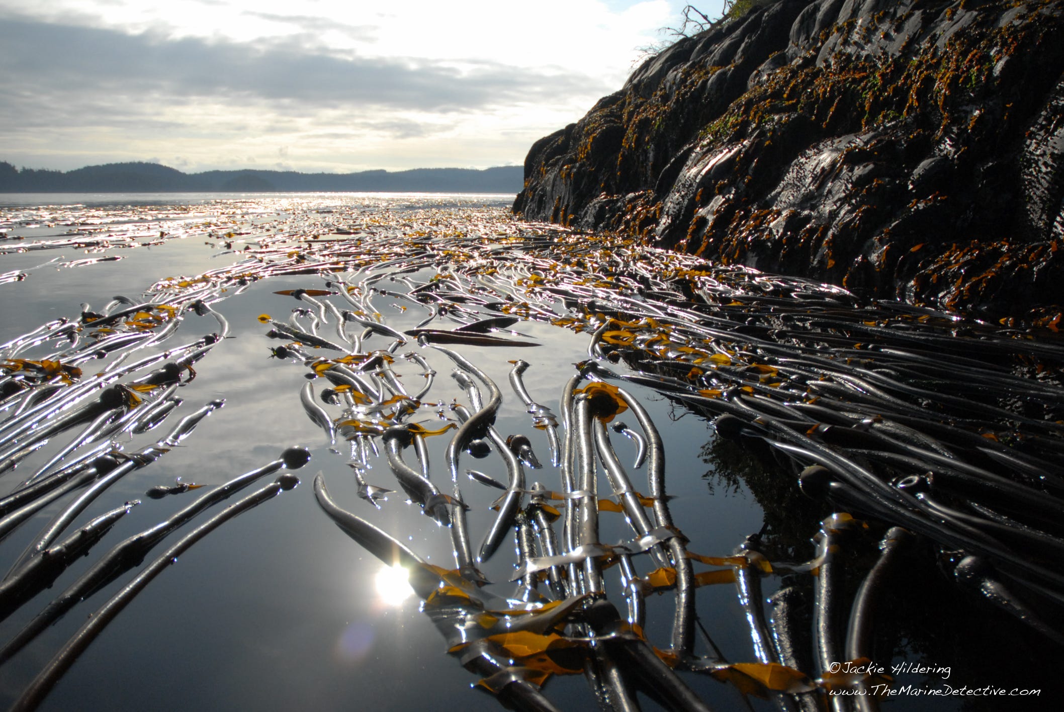 Bull Kelp — What is it and Why does it matter? Francesca Koe Medium