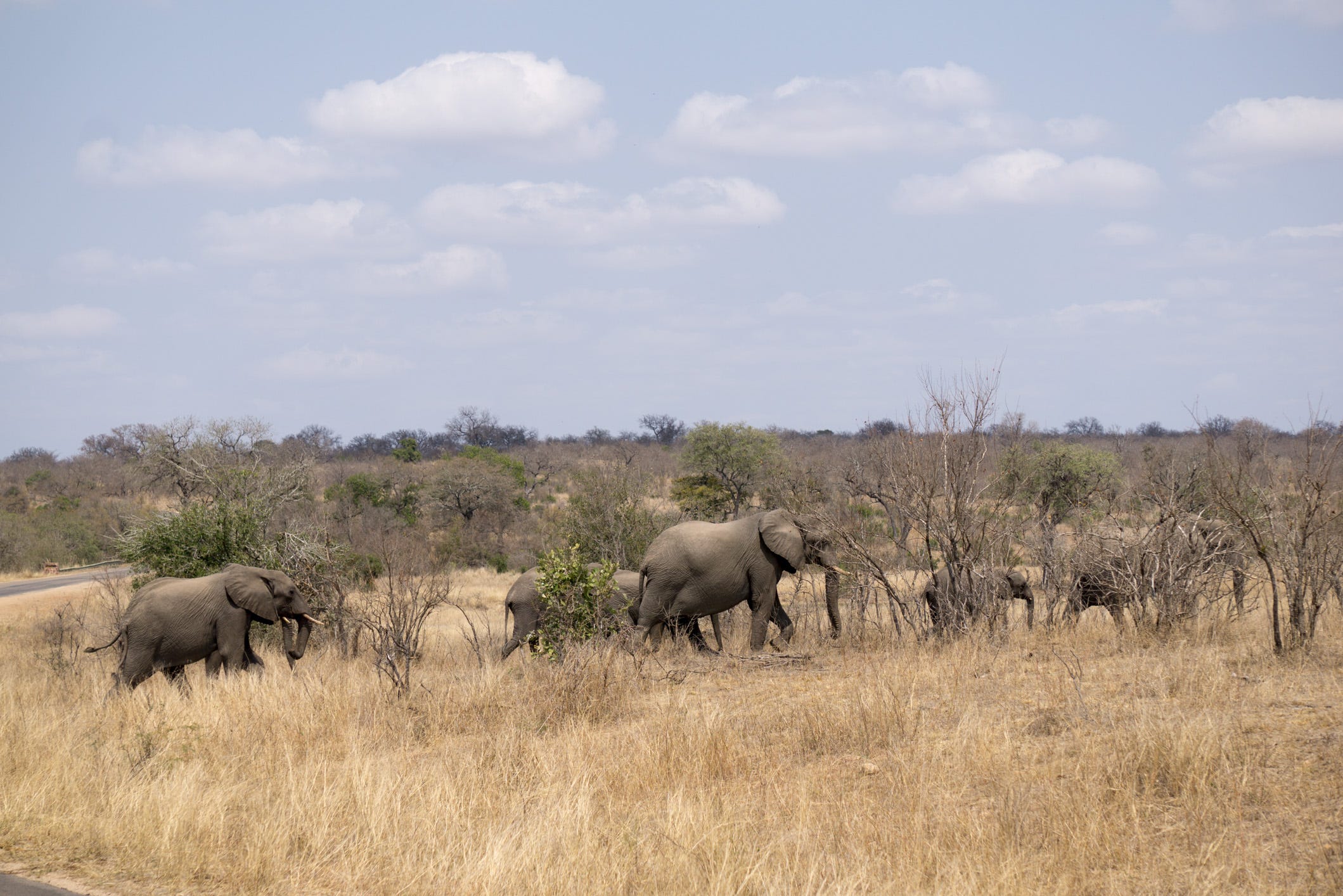 South Africa: Jafari Safari in Kruger National Park | by Stephanie B ...