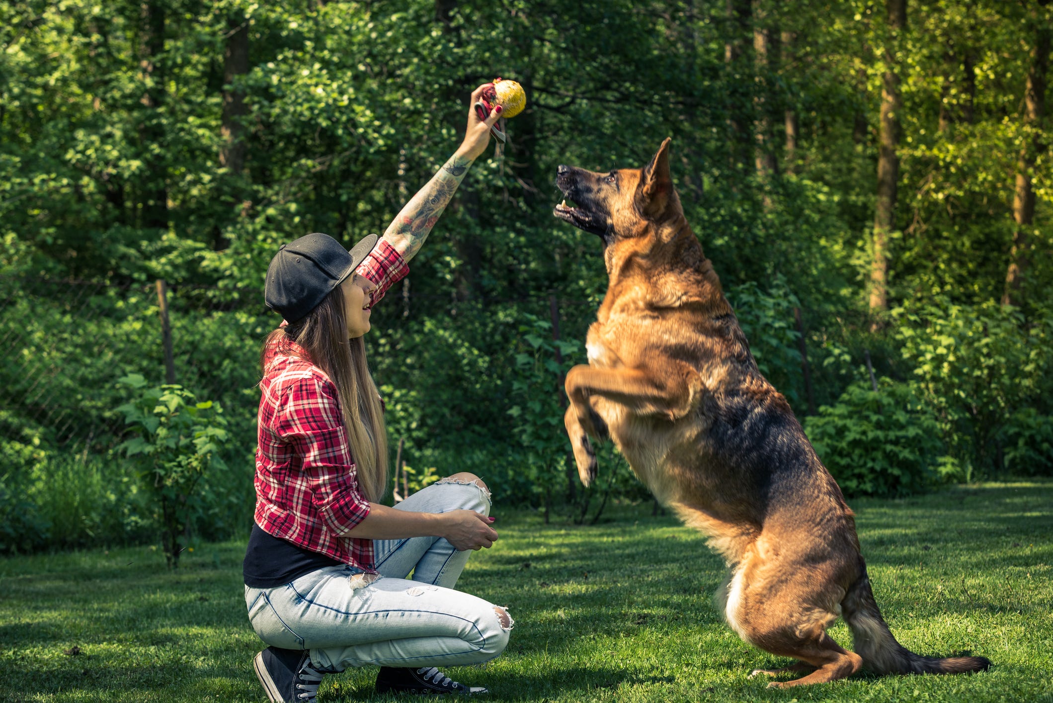Vitalife Reviews How To Use Dog Treats As Training Tools By Vitalife Medium