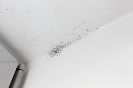 What Happens During Mold Removal Megan Fridenmaker Medium