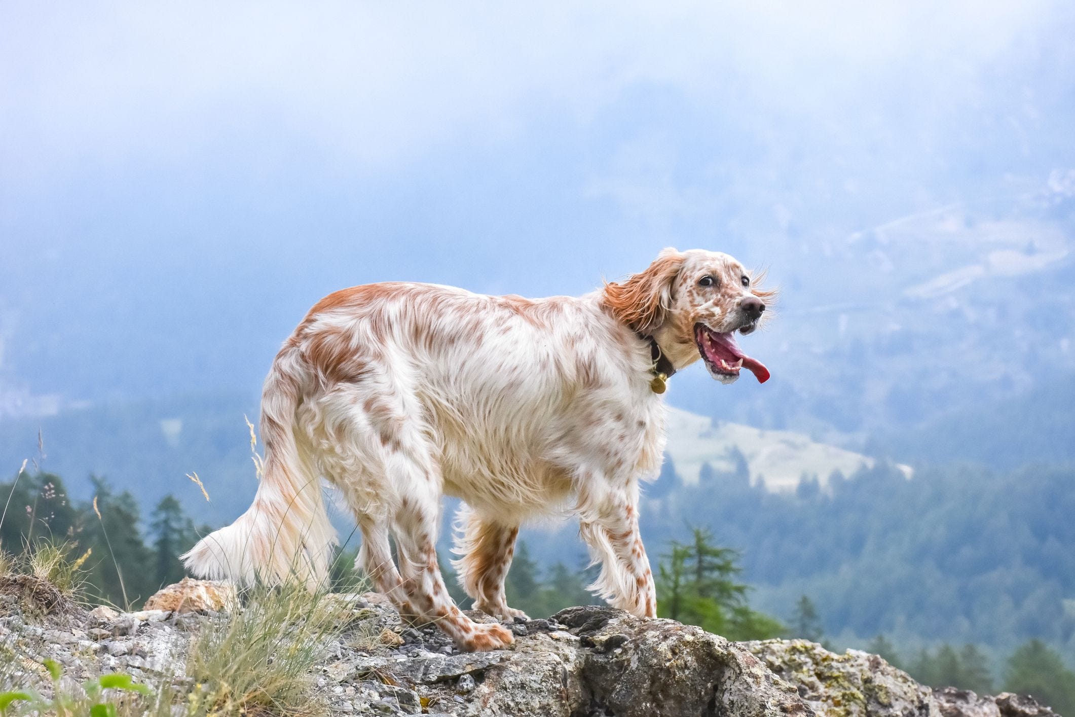 spanish setter dog
