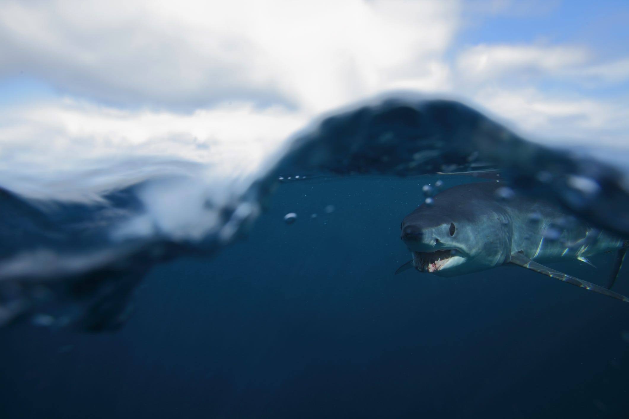 Sharks are cold-blooded killers