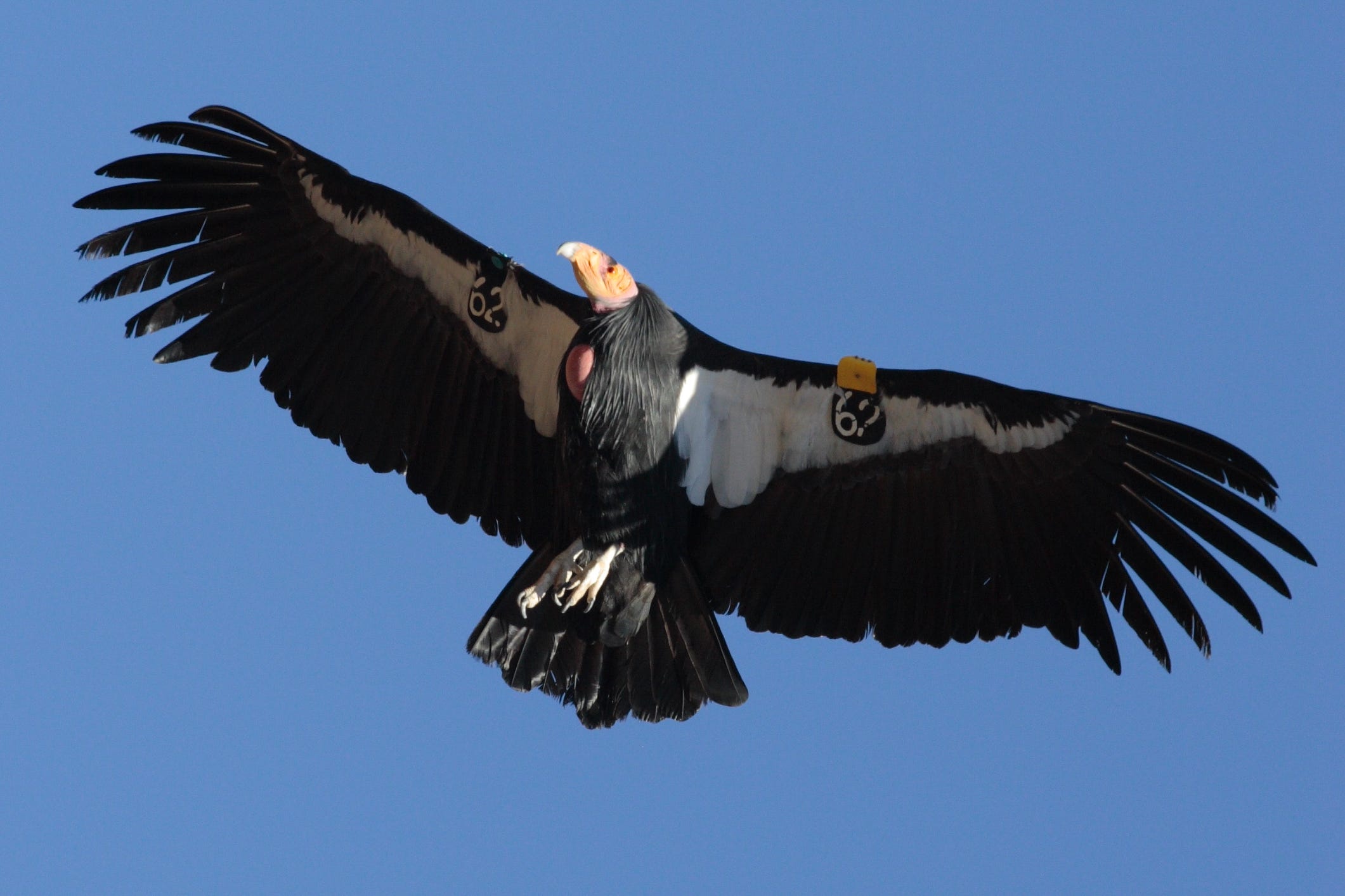 Hello World! Watch A Wild Baby California Condor Grow Up Streaming Live ...