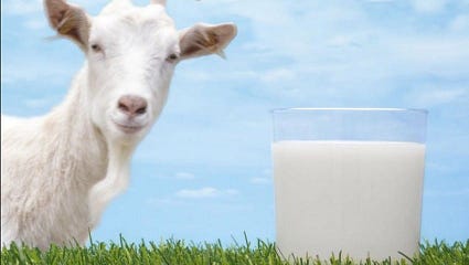 Khasiat Susu Kambing Piri Pori Medium