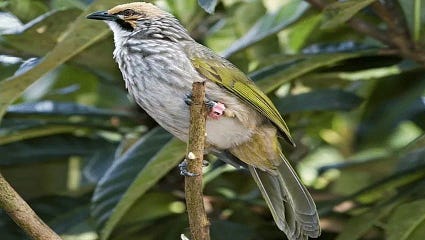 Penyakit Pada Burung Cucak Rowo Piri Pori Medium