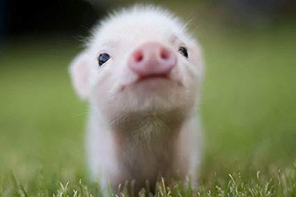 Translating To Pig Latin W Ruby V2 By Emirhan Kaplan Medium