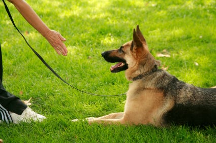 dog boarding obedience school