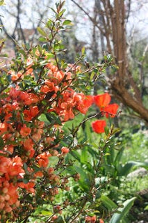 the japanese quince story