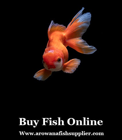 online fish supply store