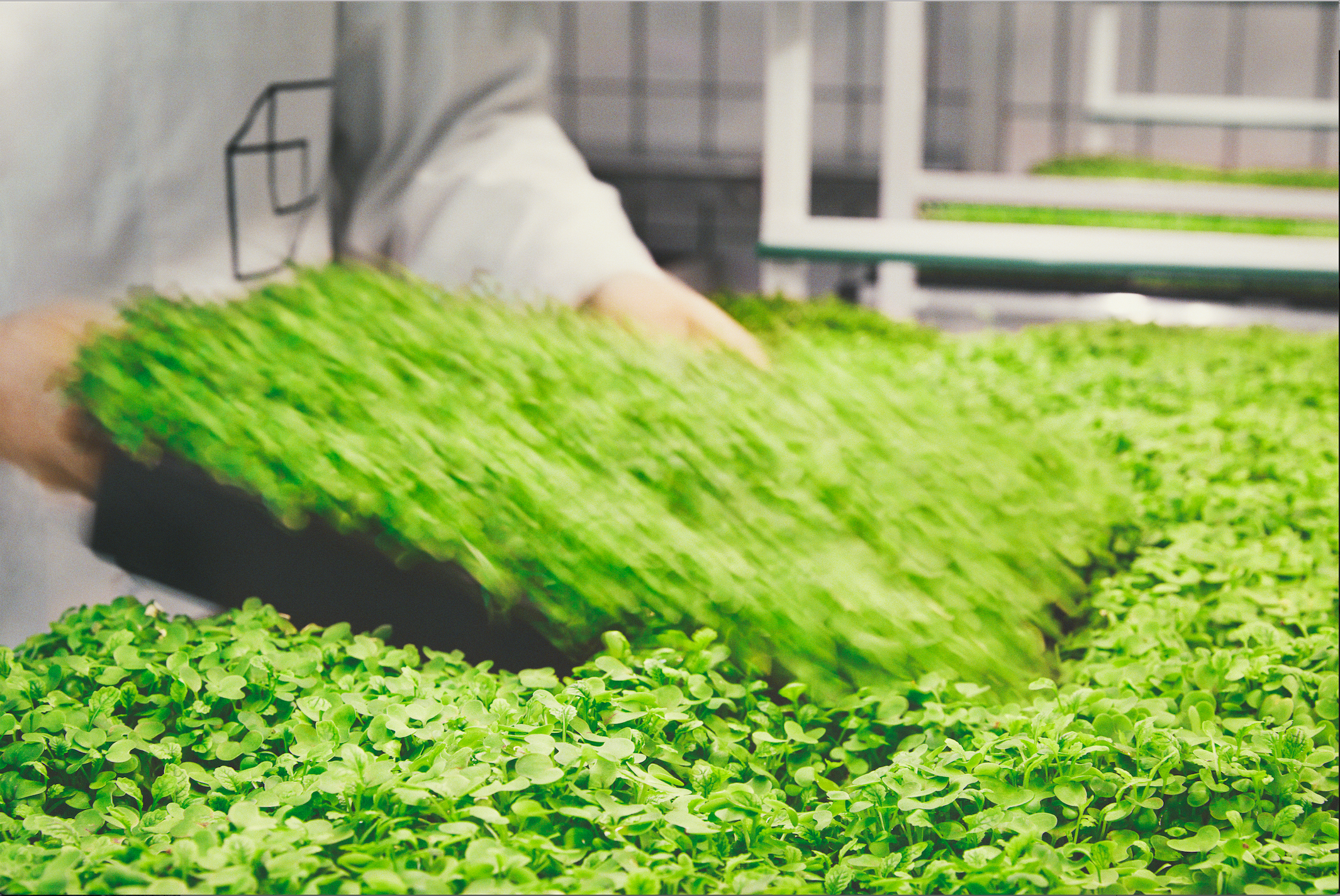 How Algae Could Help Solve Some Of The World S Biggest Problems