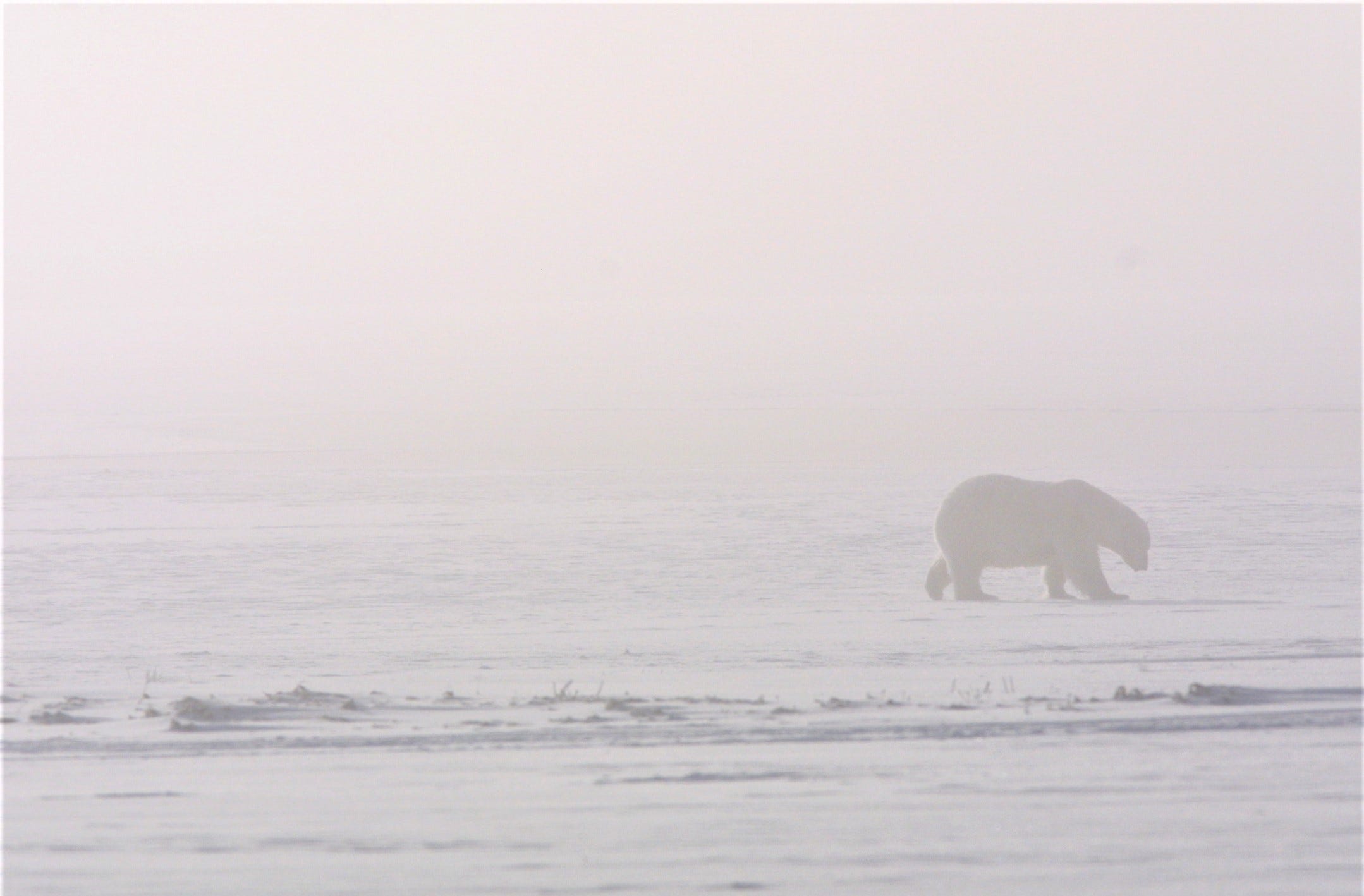 Side silhouette of a polar bear walking in the fog over snow.