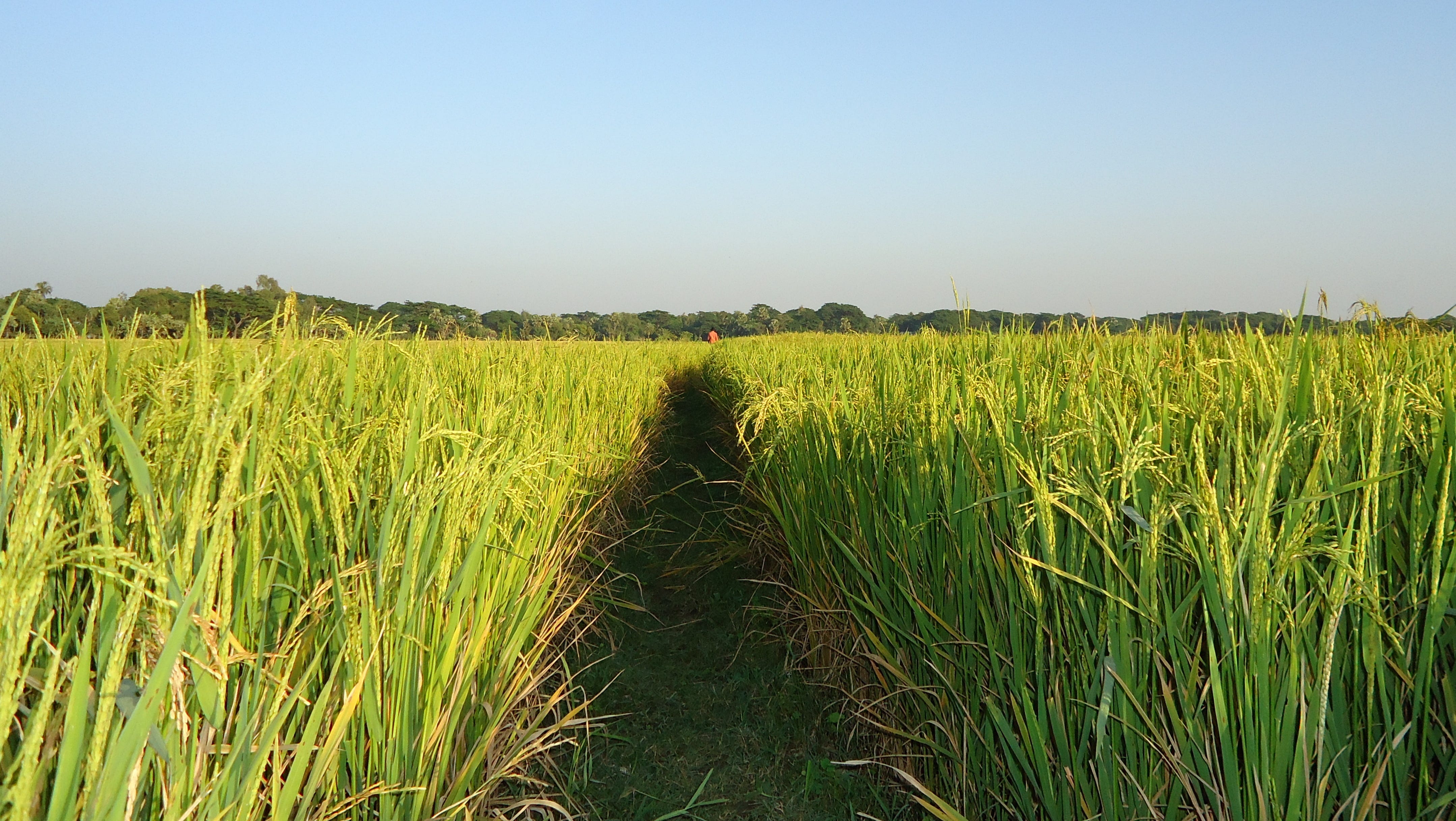 Antara Saya Bapak Pembajak Sawah Dan Ketakutan Pada Label