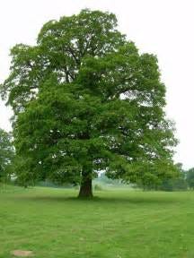 she is the oak tree. The oak tree symbolize Eddie’s strength… | by ...