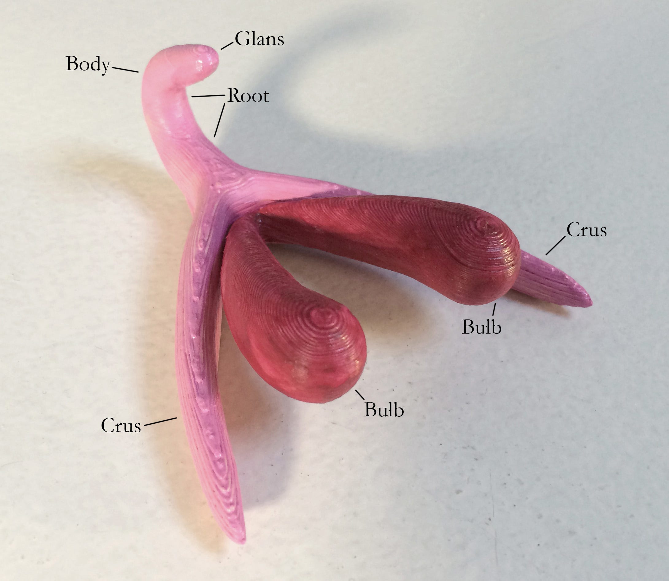 The Clitoris - Sexography - Medium