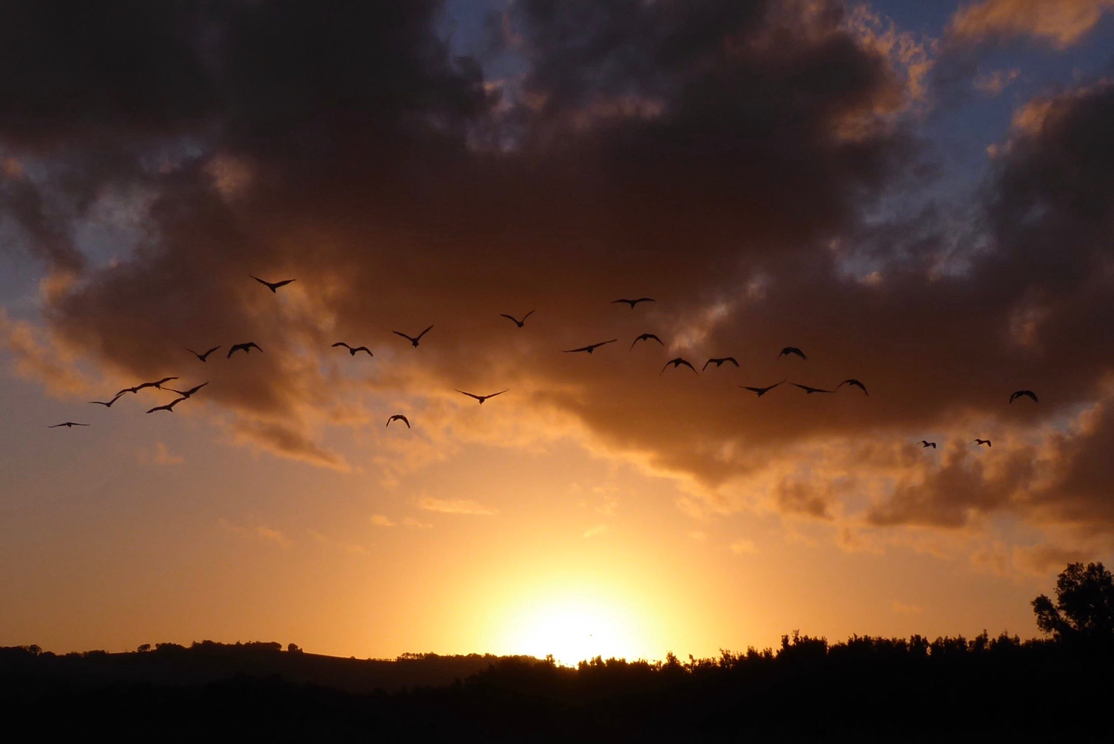 A sunset below the clouds with a line of ibis flying home to roost