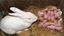 weaning rabbits