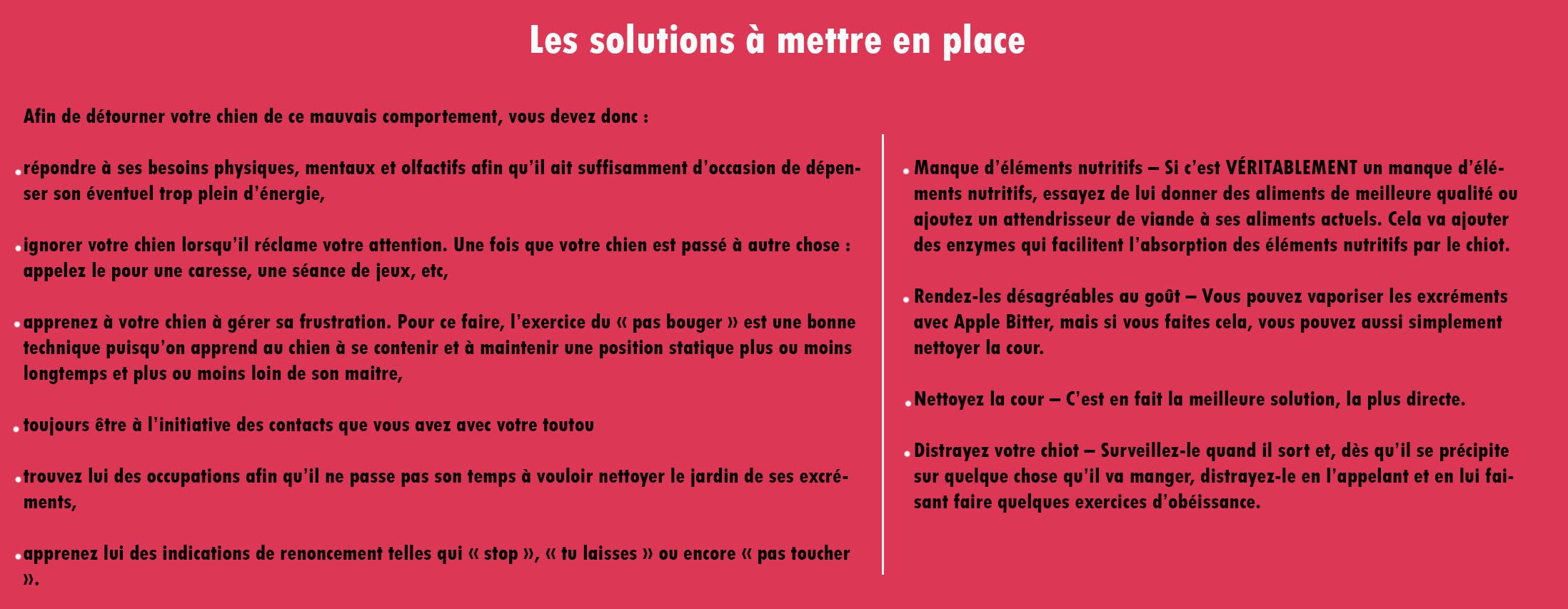 Pourquoi Mon Chien Mange Des Crottes Amel Gomez Medium