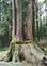 Alishan