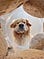 A camera placed inside a bucket of treats shows a golden retriever with stuffed cheeks and an eager expression gazing inside