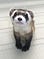 A black-footed ferret with its teeth sticking out