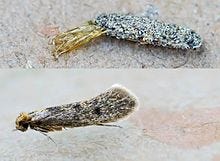 The Best Tips Against Clothes Moths And How To Identify Them By Ademcengiz Medium