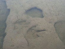A photo of what appear the be fossilized three-toed footprints