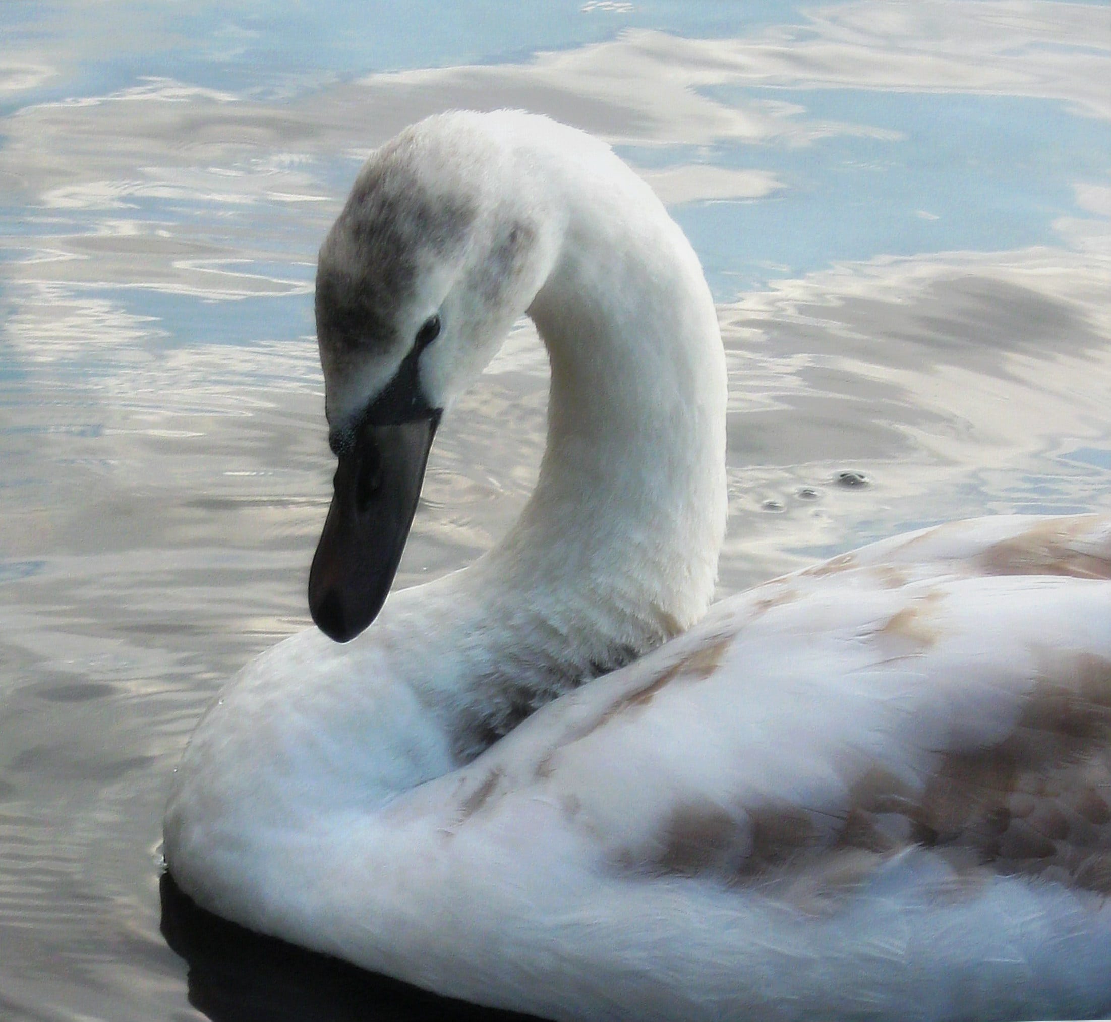derpy swan float