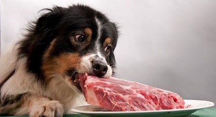 dogs eat raw hamburger