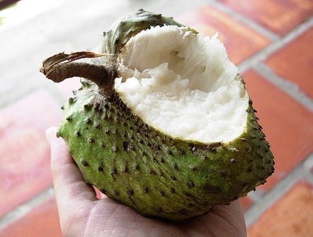 Soursop Juice For Cancer Treatment By Rakesh Thakur Medium Soursop Juice For Cancer Treatment By Rakesh Thakur Medium