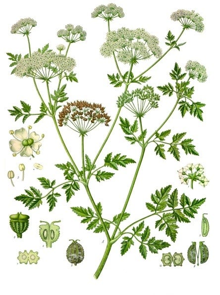 Don T Eat Poison Hemlock Poison Hemlock Conium Maculatum Kills By Jeremy Puma Invironment Medium