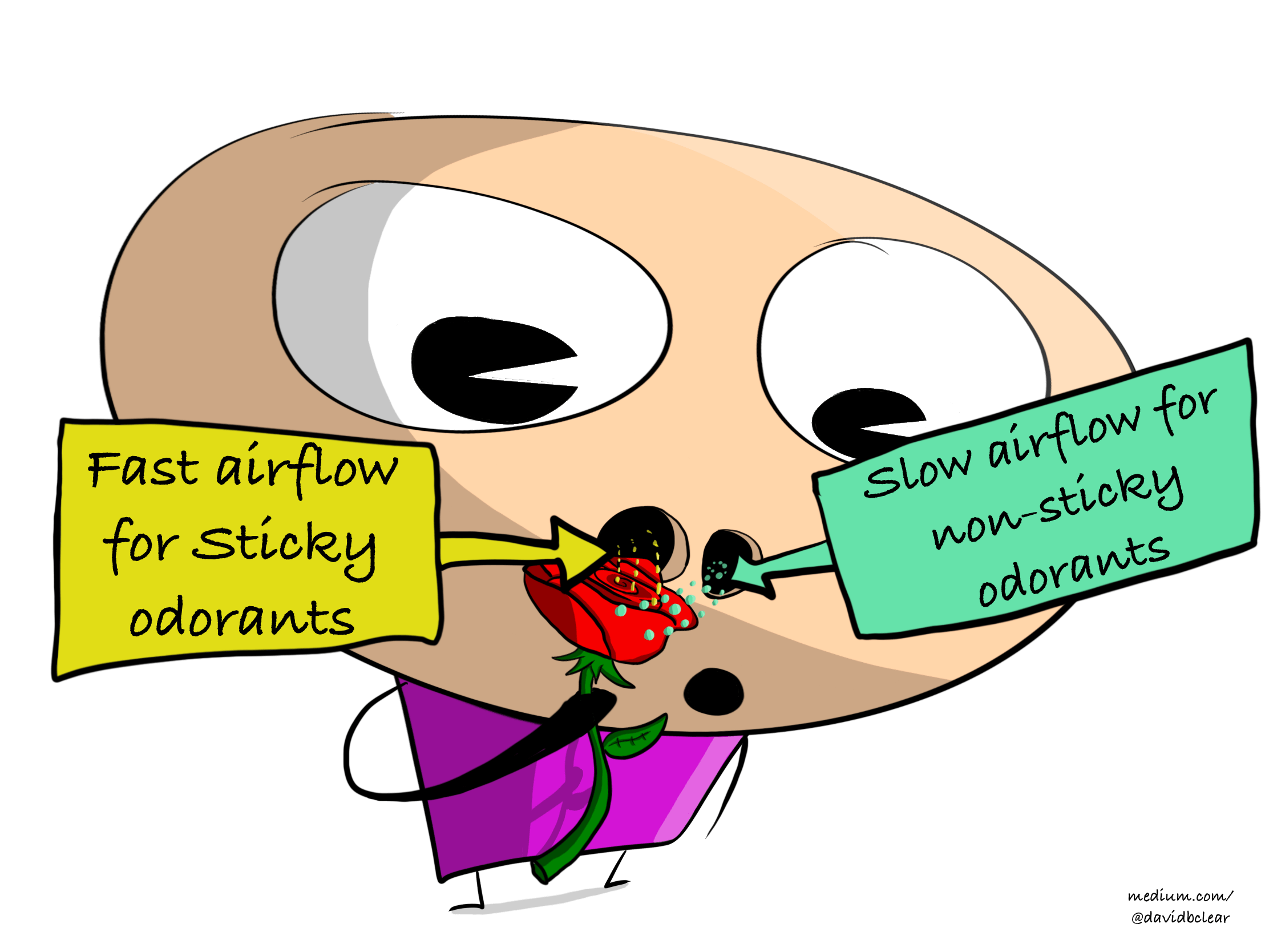 why-one-side-of-your-nose-always-feels-more-congested-than-the-other