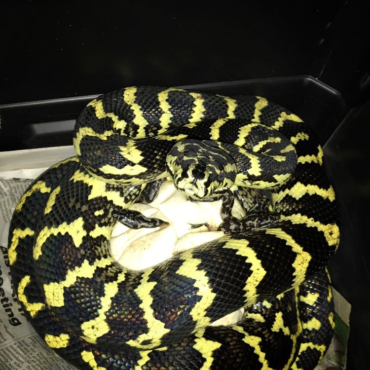 Husbandry of the Jungle Carpet Python in Captivity by Scott Borden