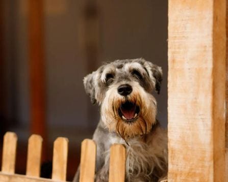 how to stop a dog from barking when home alone