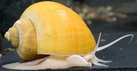 To A Golden Apple Snail Miles You Were The Best By Rogerkay Medium To A Golden Apple Snail Miles You Were The Best By Rogerkay Medium