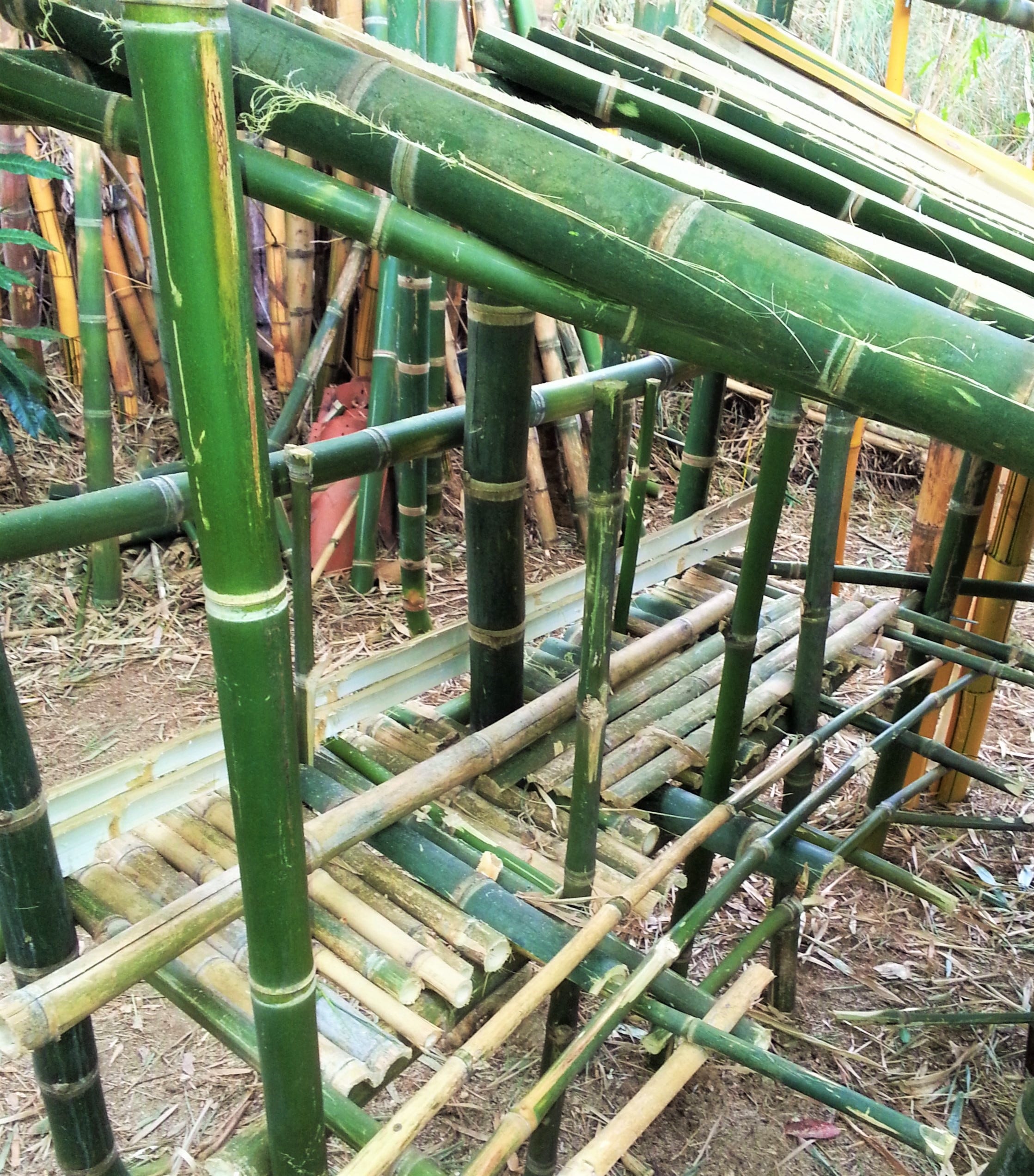 Gallinero de bambú. El terreno es de cinco por cuatro… | by Manuel Argüello  Rodríguez, Ph.D. | Medium