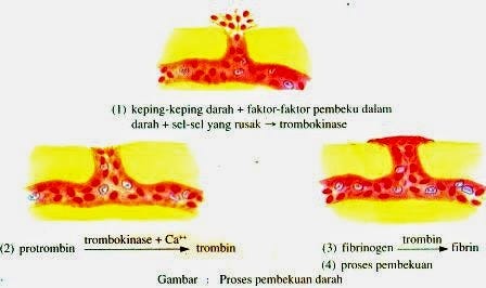 Proses Pembekuan Darah Jati Edukasi Medium