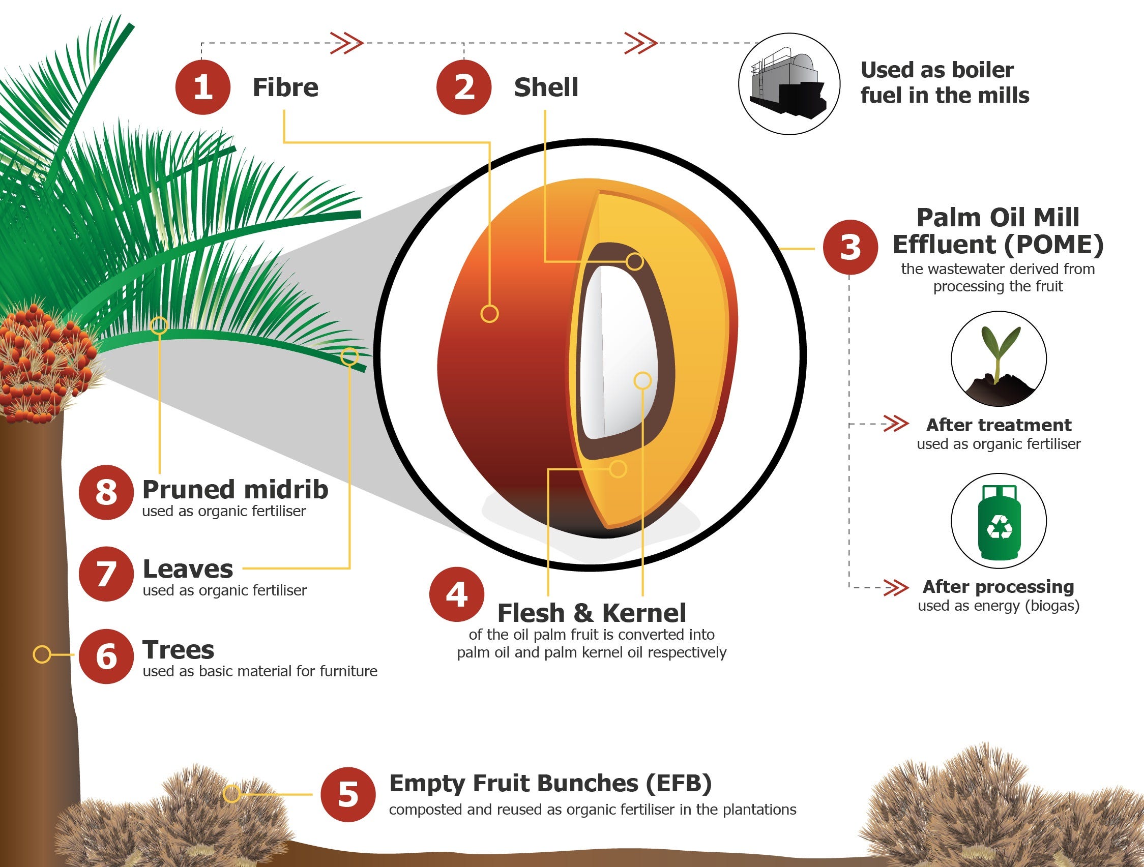Computer Vision on Palm Oil : Ripeness prediction ...