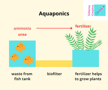 aquaponics