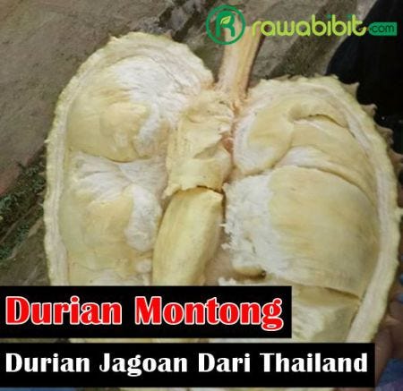 Download 600 Koleksi Gambar Harga Durian Montong Paling Baru 