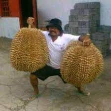 Download 5100 Koleksi Gambar Durian Bawor Banyumas  HD