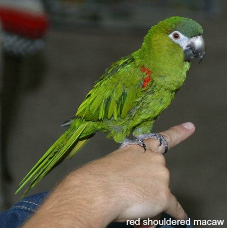 best small parrots