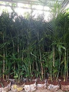Jual Pohon Palem Bambu Palem Komodoria By Fahruroziflora Medium