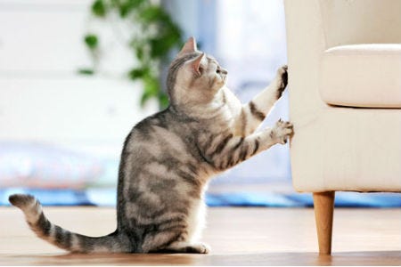 do cats scratch furniture