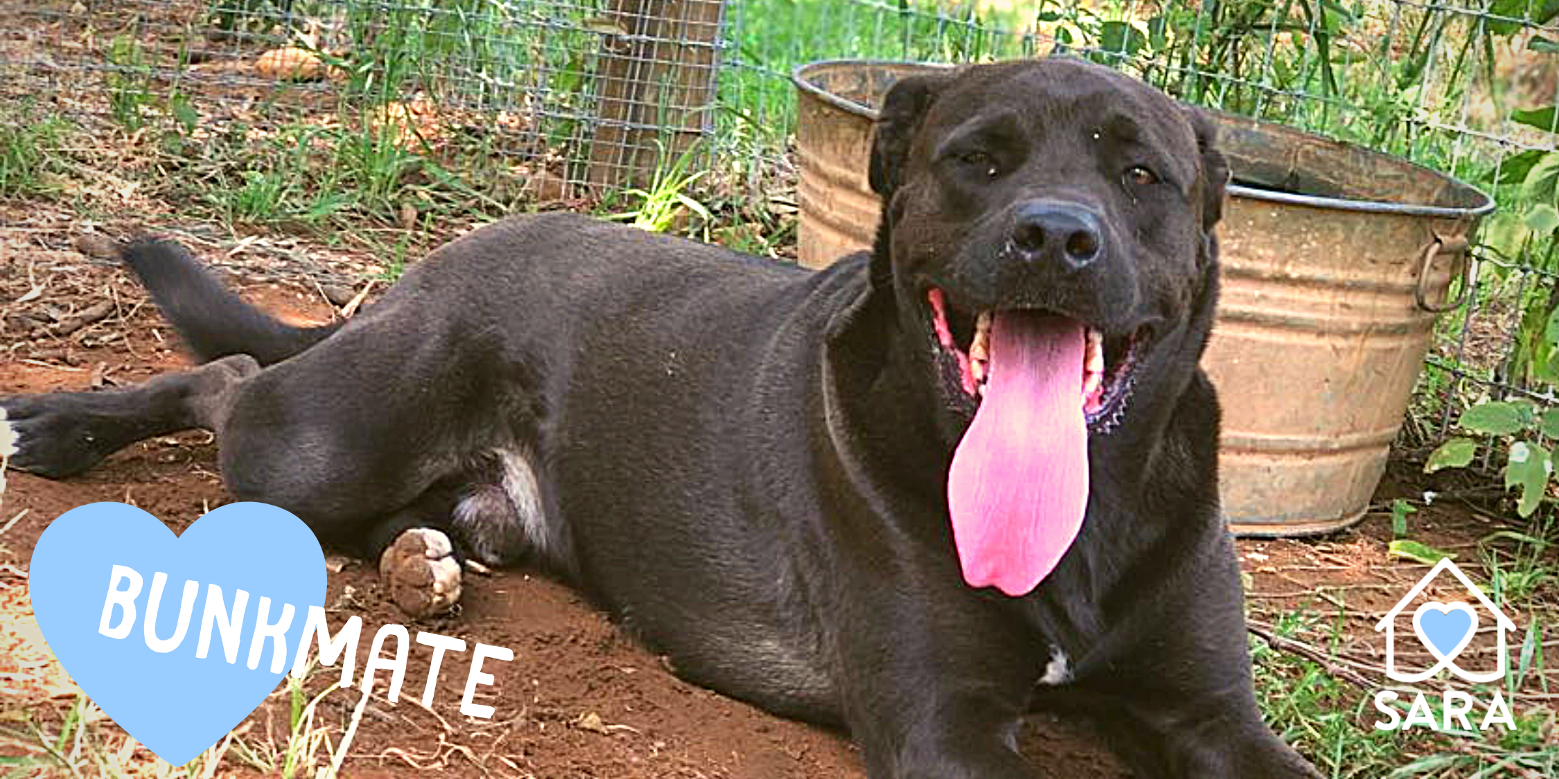 fetching tails rescue