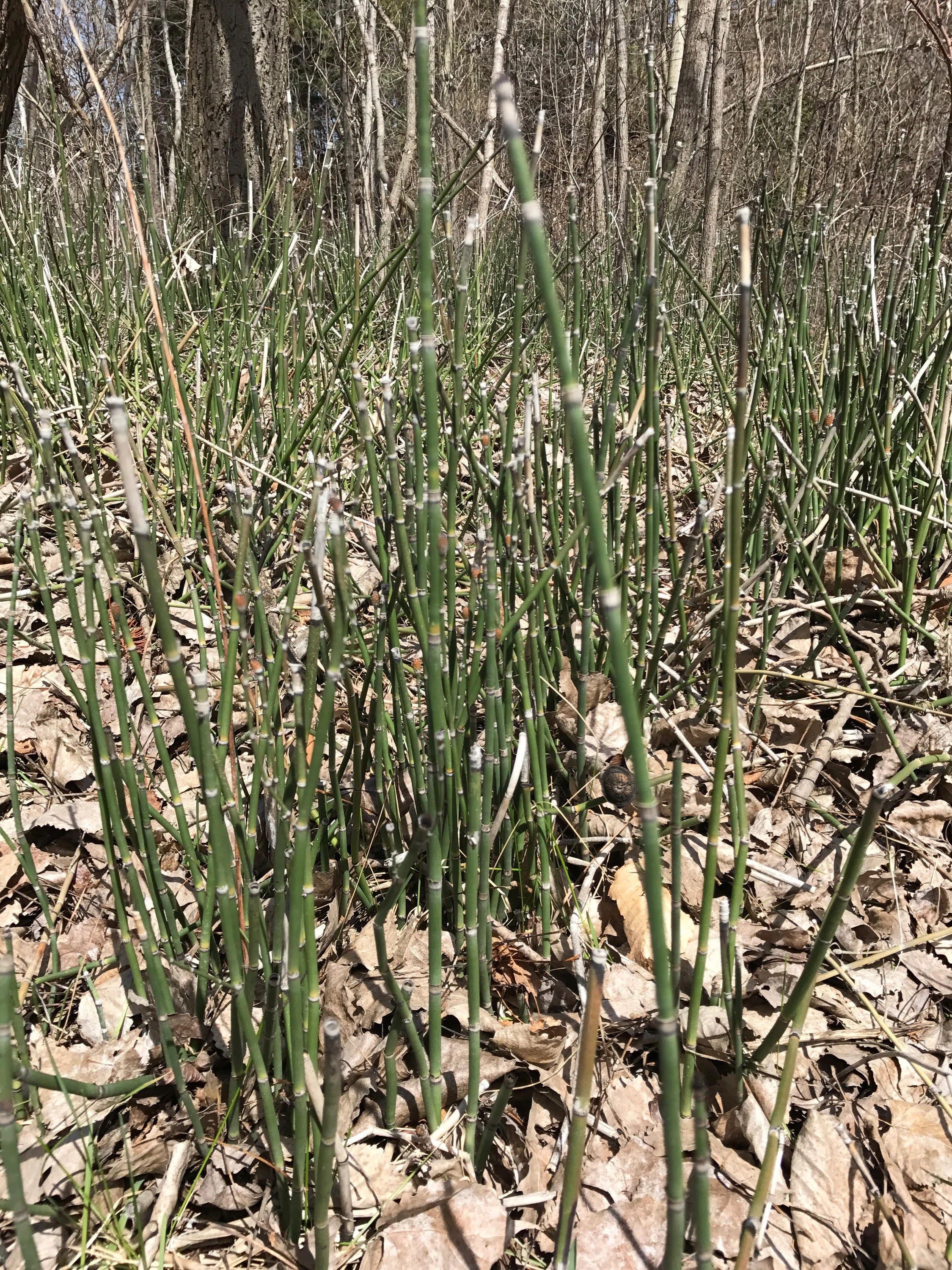 Horsetail — the wild edible. The medicinal plant that dates back… by